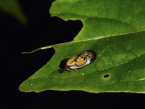 Image de Leptataspis ophir (Distant 1900)