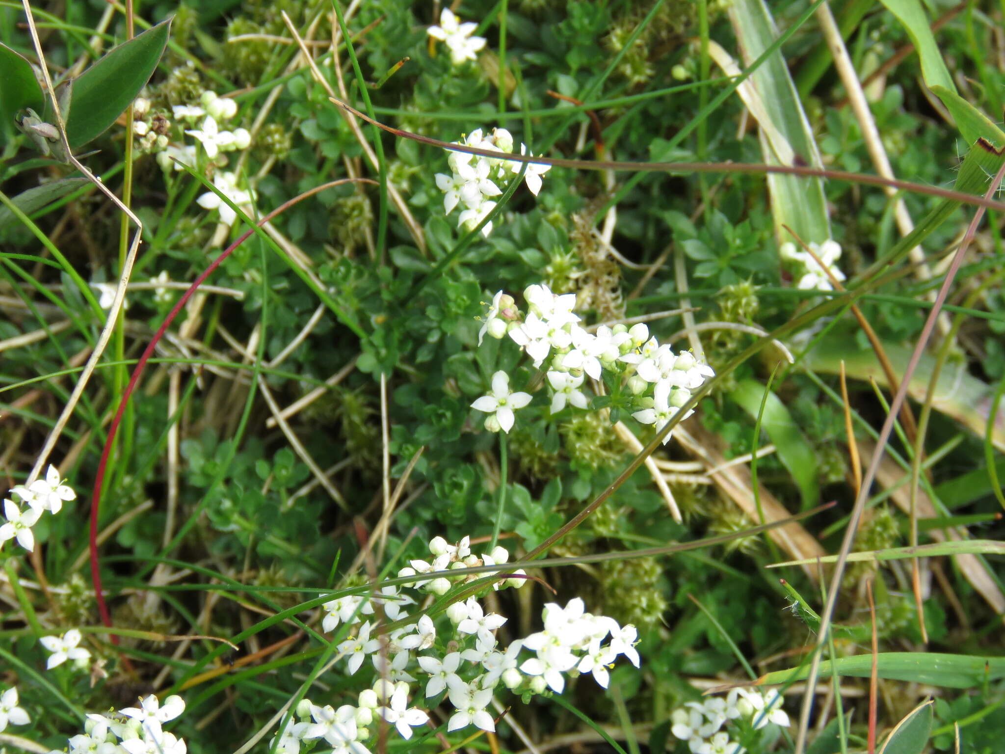 Plancia ëd Galium saxatile L.