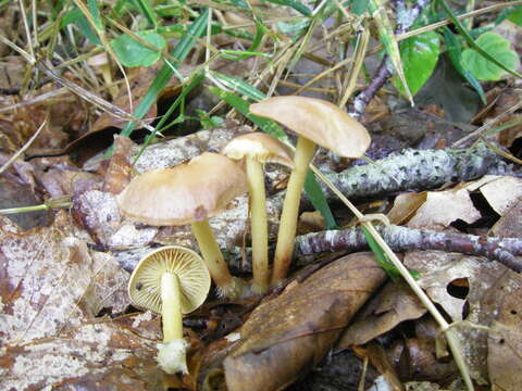 Image of Wood woolly-foot