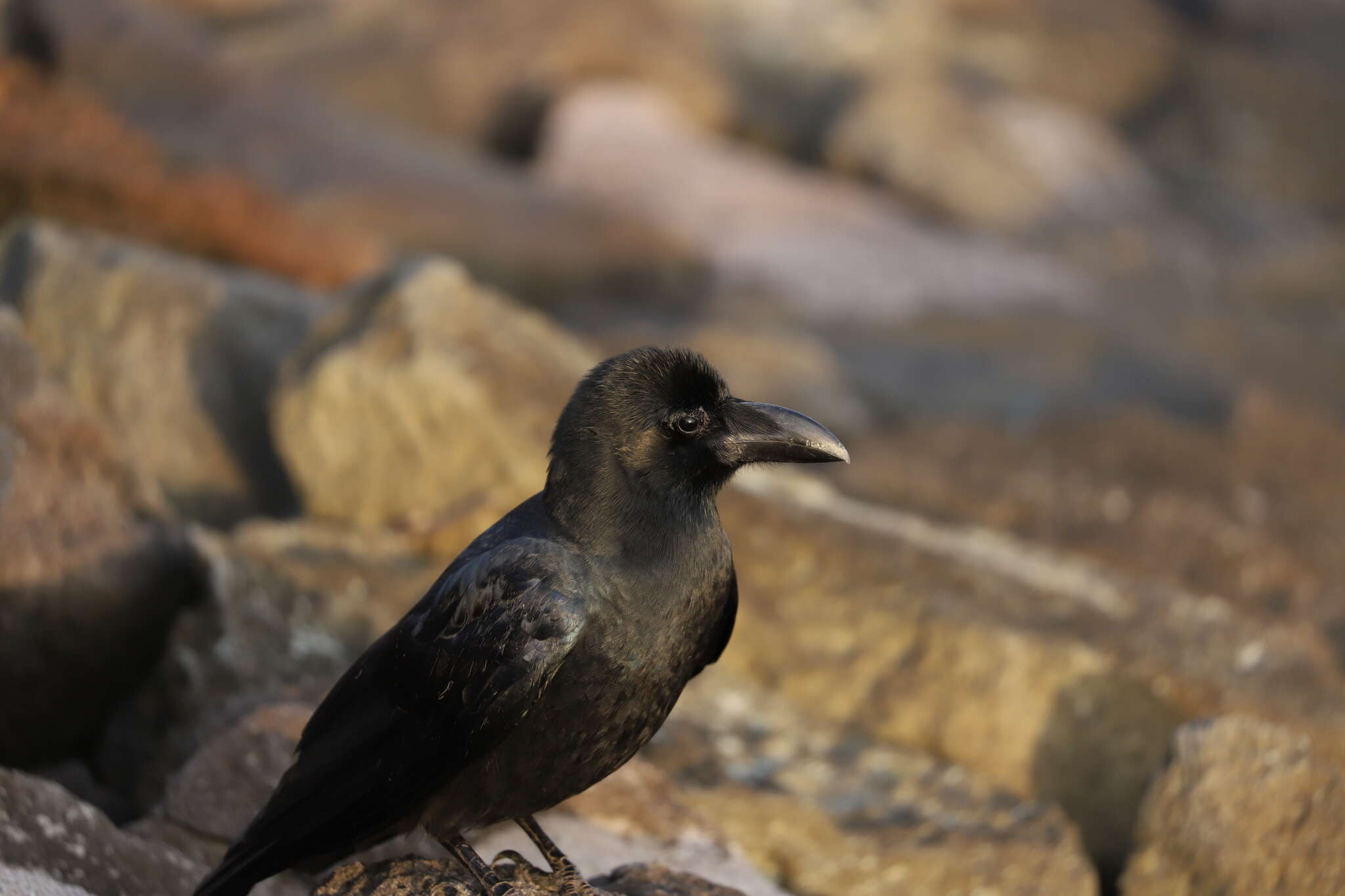 Image of Corvus macrorhynchos japonensis Bonaparte 1850