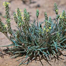 Image de Plantago algarbiensis Samp.