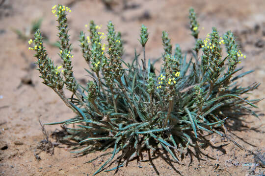 Imagem de Plantago algarbiensis Samp.