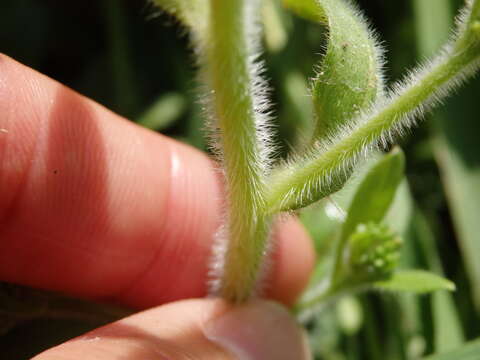 Image of Myosotis welwitschii Boiss. & Reuter