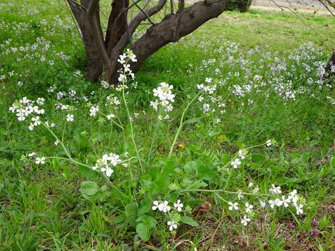 Image of Raphanus sativus var. sativus