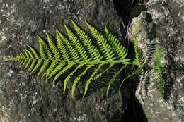 Image of Athyrium brevifrons Nakai ex Kitag.