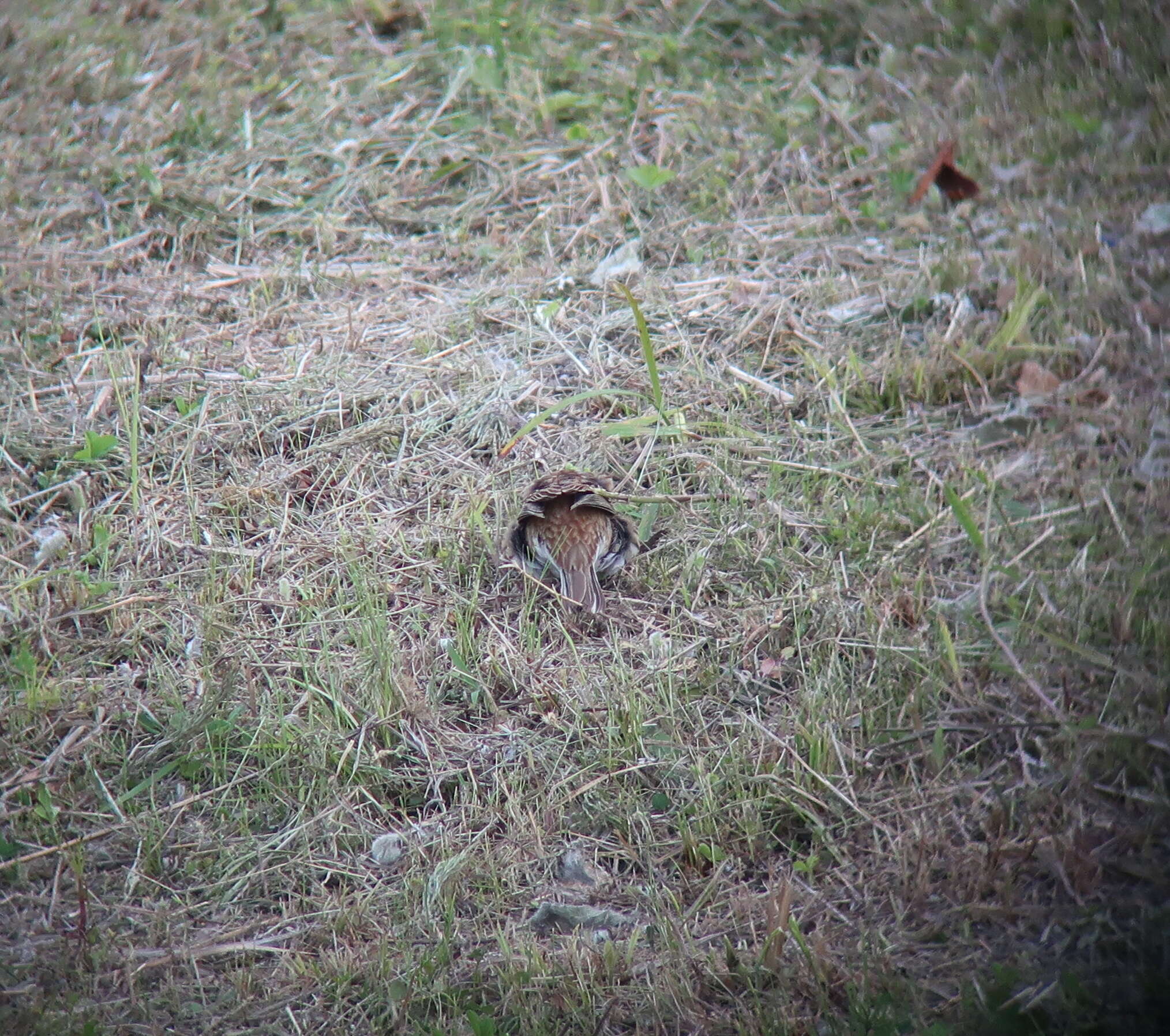 Image of Yellow-browed Bunting