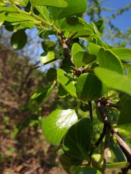 Image of Wilde apricot