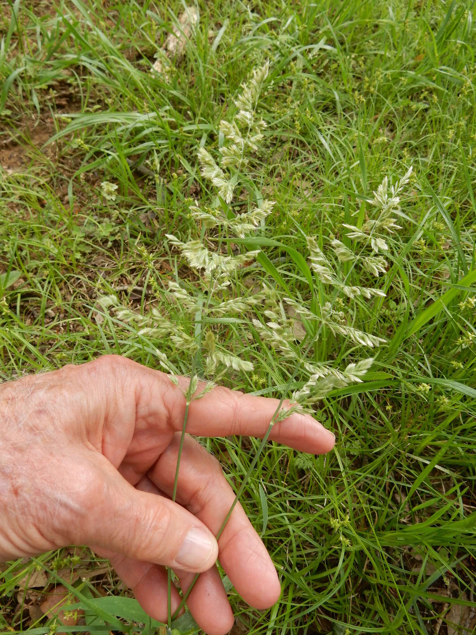 Слика од Poa arachnifera Torr.