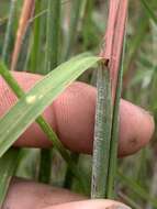 Schizachyrium scoparium subsp. divergens (Hack.) Gandhi & Smeins resmi