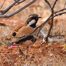 Image of Western Quail-thrush