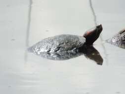 Image of Trachemys callirostris callirostris (Gray 1855)