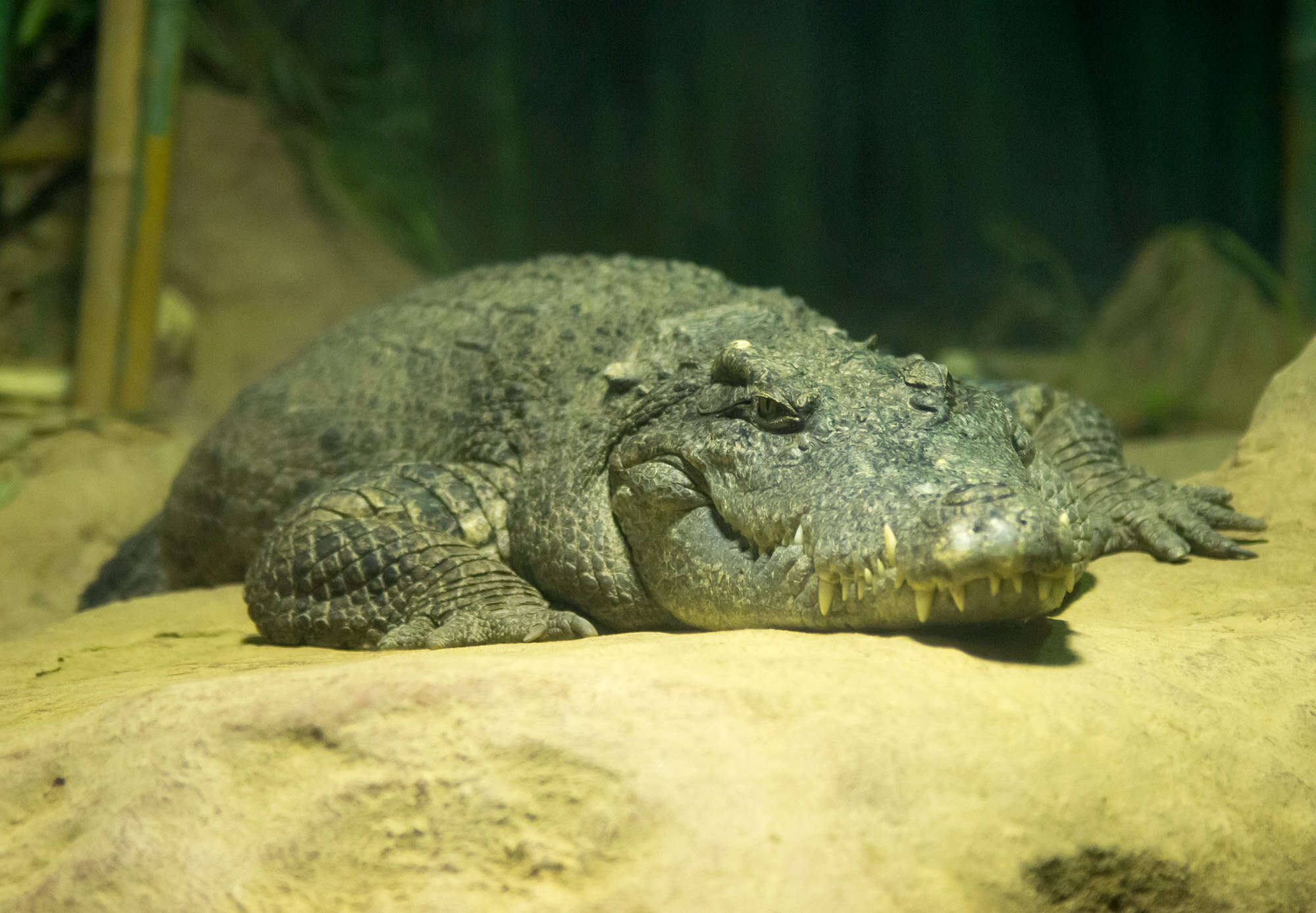 Image of Siamese Crocodile