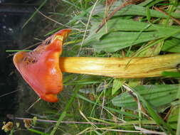 Image of Hygrocybe conica (Schaeff.) P. Kumm. 1871