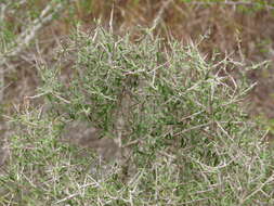 Image of Castela erecta subsp. texana (Torr. & A. Gray) Cronquist