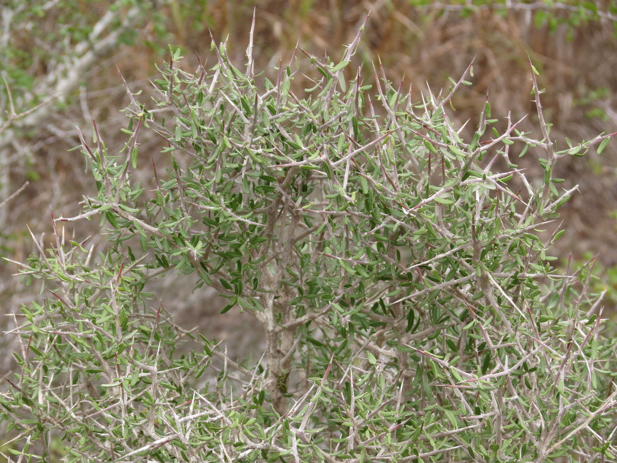 Imagem de Castela erecta subsp. texana (Torr. & A. Gray) Cronquist