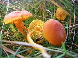 Image of Hygrocybe miniata (Fr.) P. Kumm. 1871