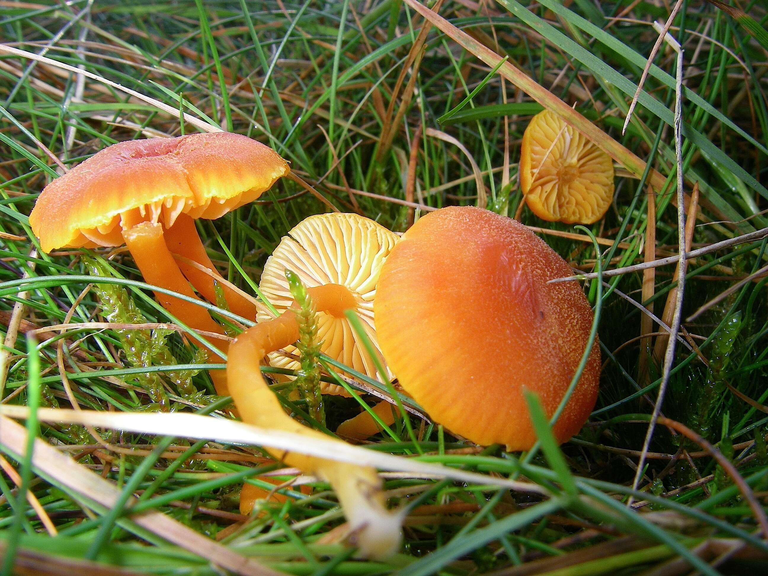 Image of Hygrocybe miniata (Fr.) P. Kumm. 1871