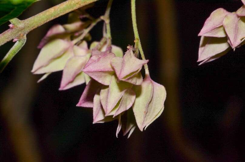 Imagem de Clerodendrum fortunatum L.