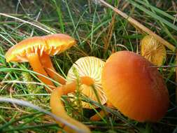 Image of Hygrocybe miniata (Fr.) P. Kumm. 1871