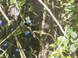 Stilpnia cyanicollis (d'Orbigny & Lafresnaye 1837) resmi