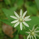 Image of Tennessee starwort