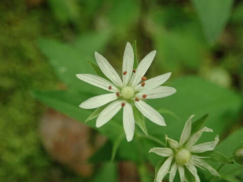 Image of Tennessee starwort