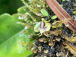 Image of Diodonopsis anachaeta (Rchb. fil.) Pridgeon & M. W. Chase