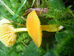 Hygrocybe chlorophana (Fr.) Wünsche 1877 resmi