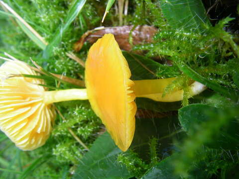 Hygrocybe chlorophana (Fr.) Wünsche 1877 resmi