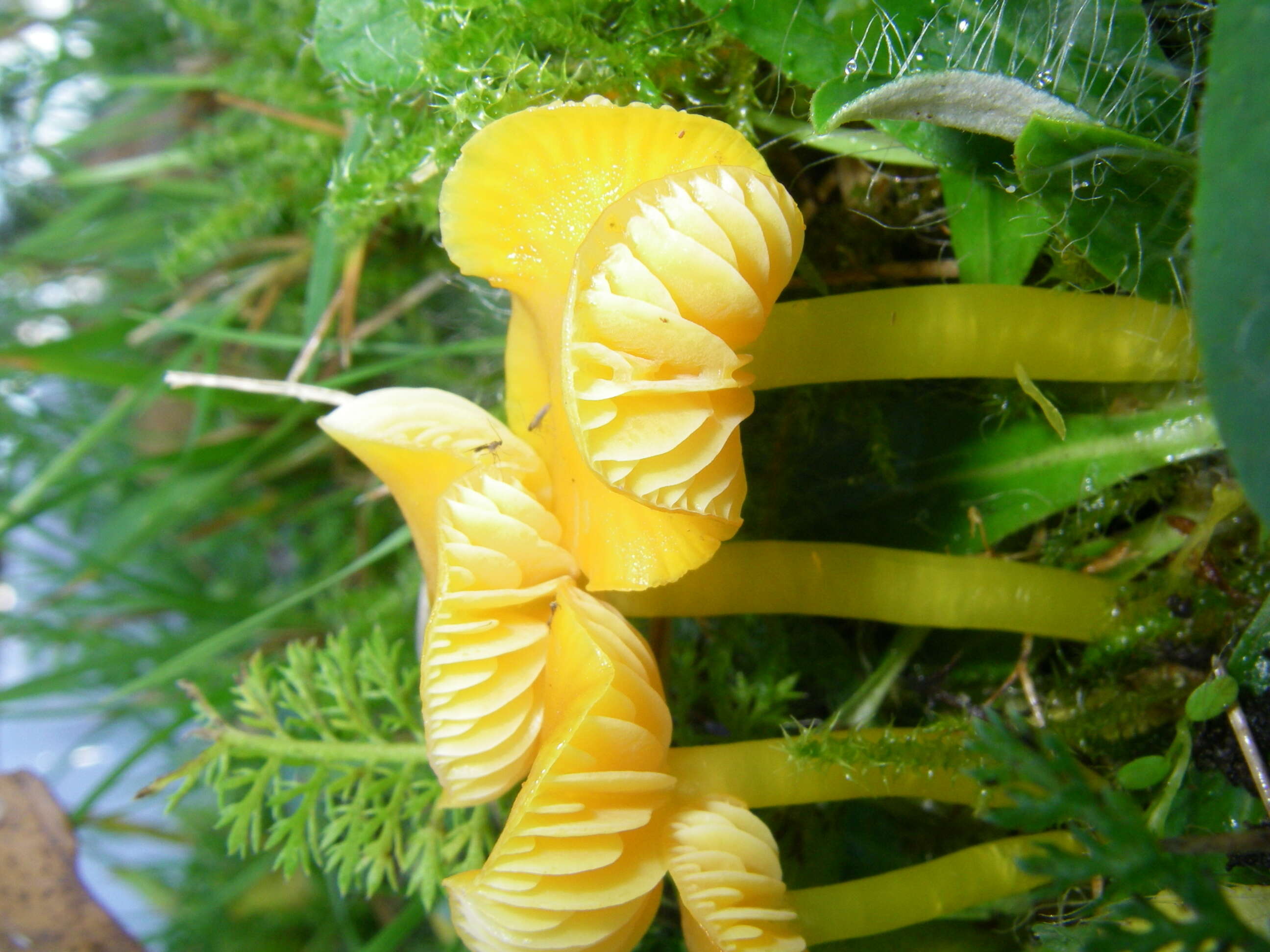 Hygrocybe chlorophana (Fr.) Wünsche 1877 resmi