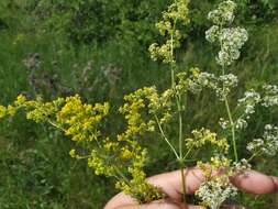 Plancia ëd Galium pomeranicum Retz.