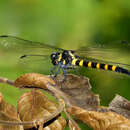 Imagem de Macrogomphus thoracicus McLachlan 1884