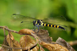 Imagem de Macrogomphus thoracicus McLachlan 1884