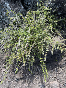 Image of Micromeria hyssopifolia Webb & Berthel.