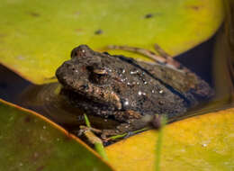 Image of Tasmanian Froglet