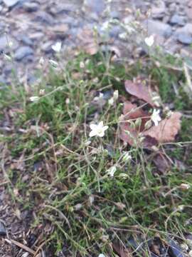 Image of Sabulina verna subsp. hercynica (Willk.) Dillenb. & Kadereit