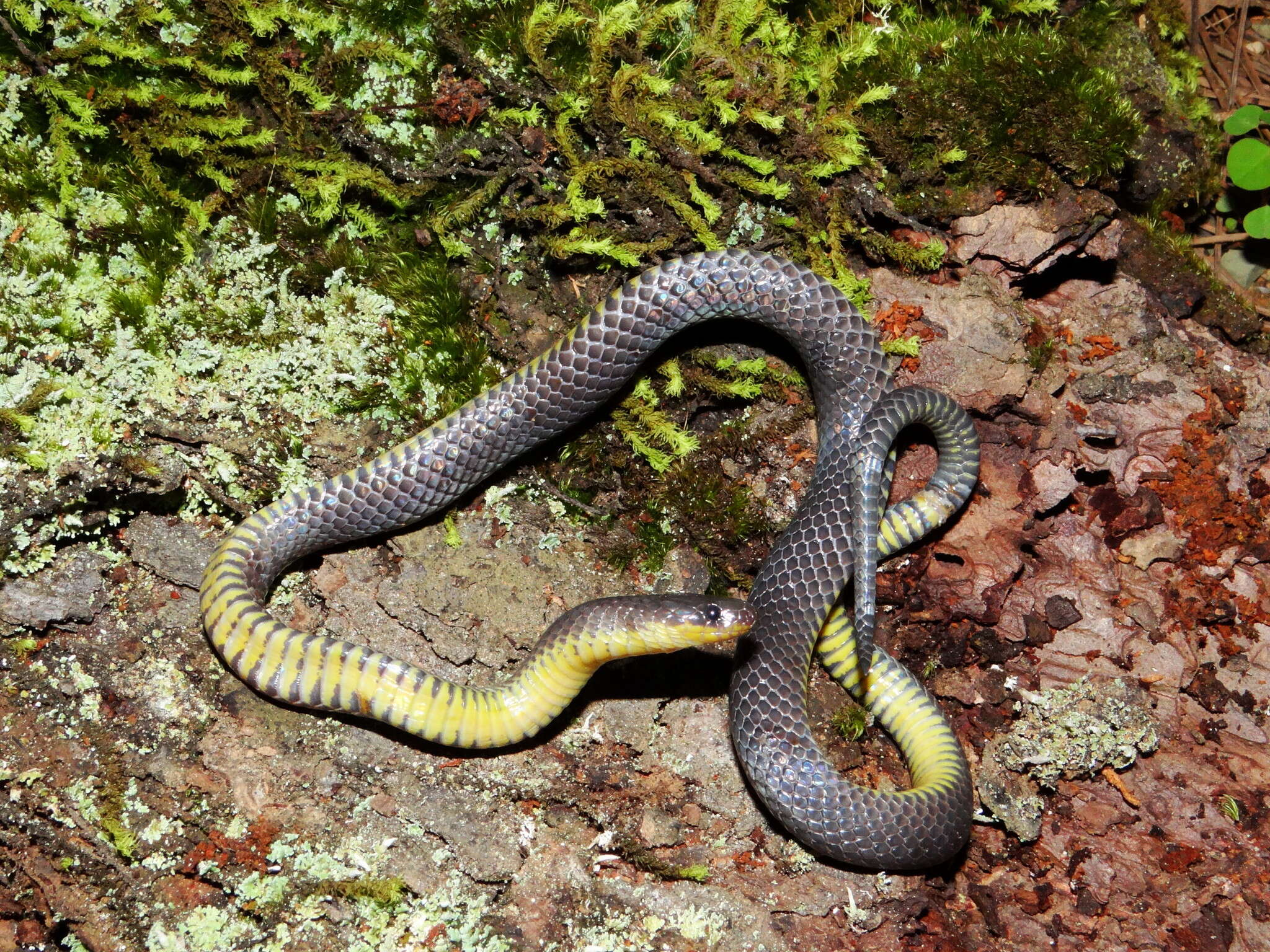 Image of Sierra Coalcoman Earth Snake