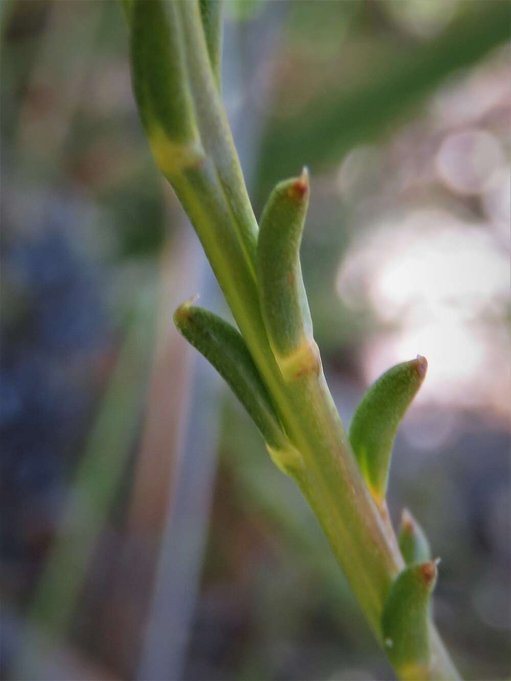 Image of Claw Leschenaultia