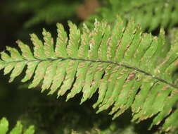 Hymenasplenium pubirhizoma (Ching & Z. Y. Liu) K. W. Xu & Li Bing Zhang resmi