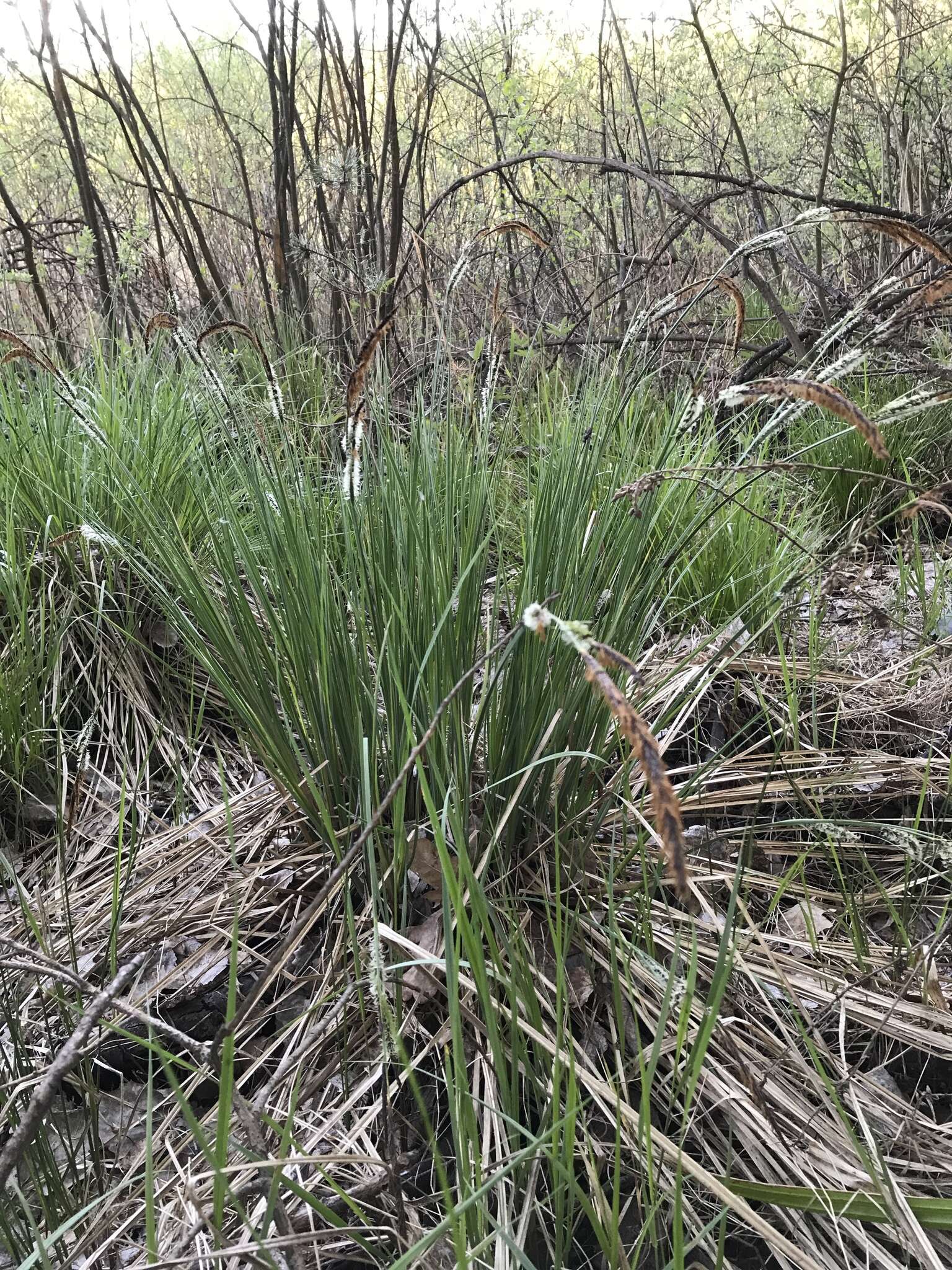 Sivun Carex elata subsp. omskiana (Meinsh.) Jalas kuva