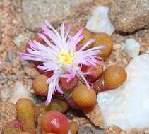 Image of Mesembryanthemum subtruncatum L. Bol.