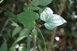 Image of Chinese yam