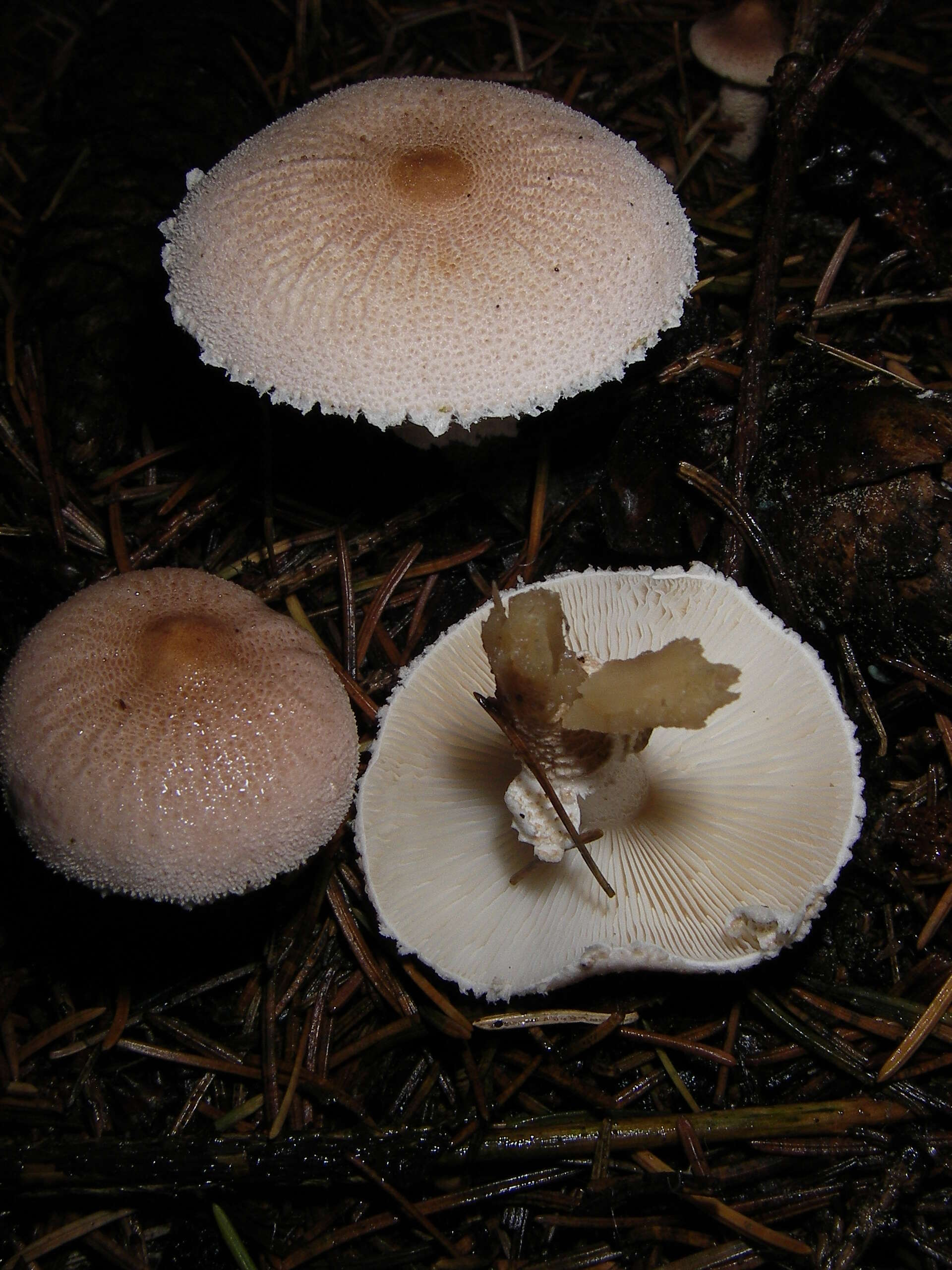 Image de Cystoderma carcharias (Pers.) Fayod 1889