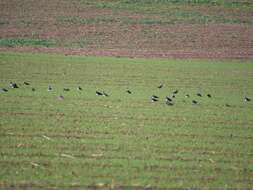 Image of Lapwing