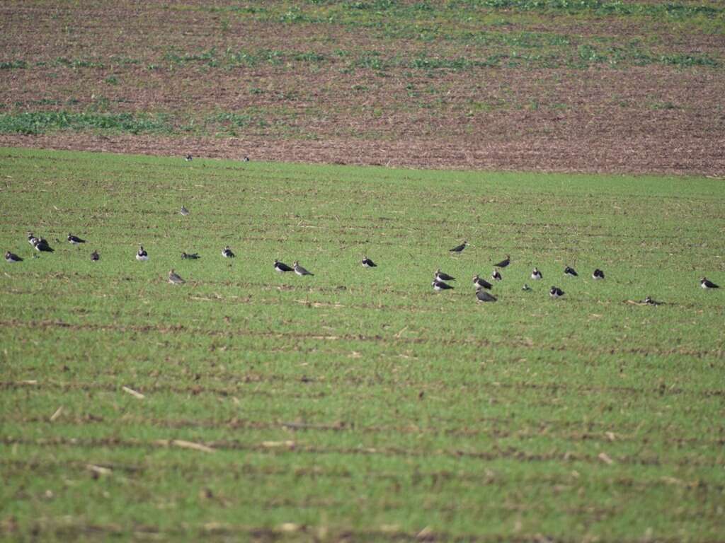 Image of Lapwing