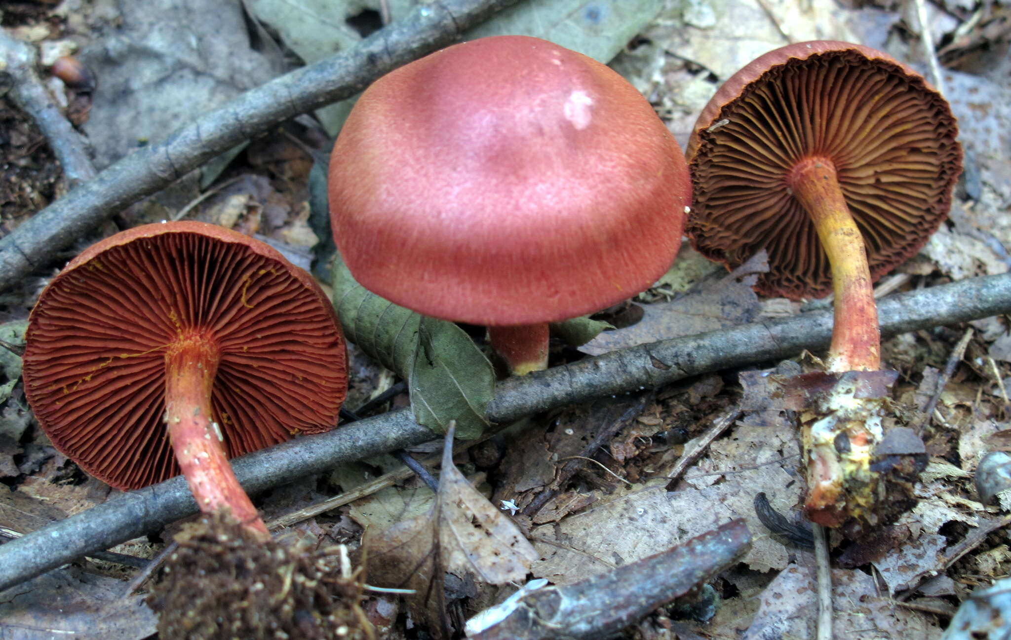 Image of Cortinarius harrisonii Ammirati, Niskanen & Liimat. 2013