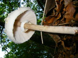 Слика од Macrolepiota mastoidea (Fr.) Singer 1951