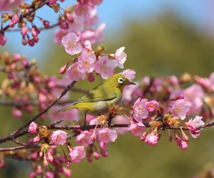 Image of Japanese White-eye