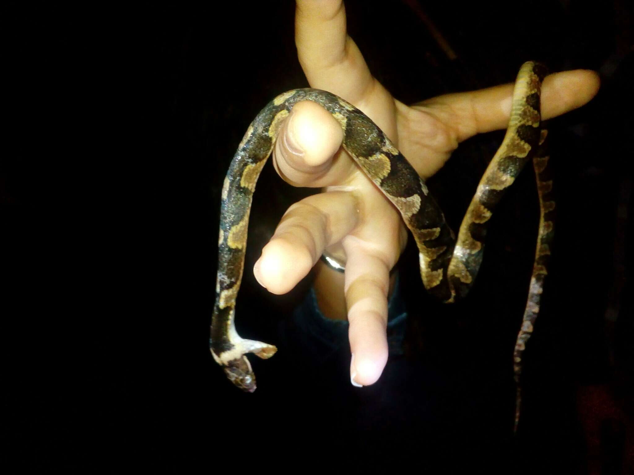 Image of Southwestern Cat-eyed Snake