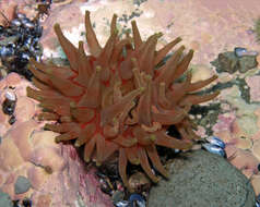 Image of Northern red anemone